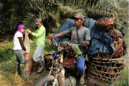 CPO Anjlok, Makin Ramai Petani Jual Kebunnya
