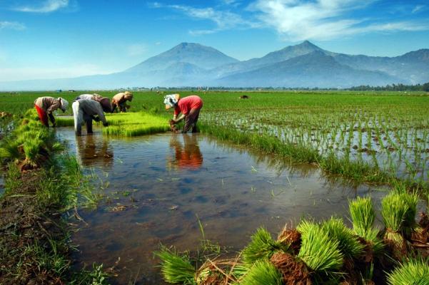 Asuransi Pertanian Masih Ditangani Langsung Oleh Pusat