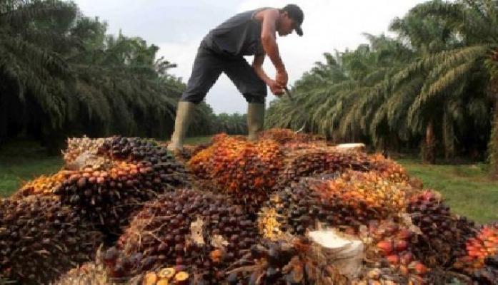 Harga TBS Kelapa Sawit Riau Naik Tipis  