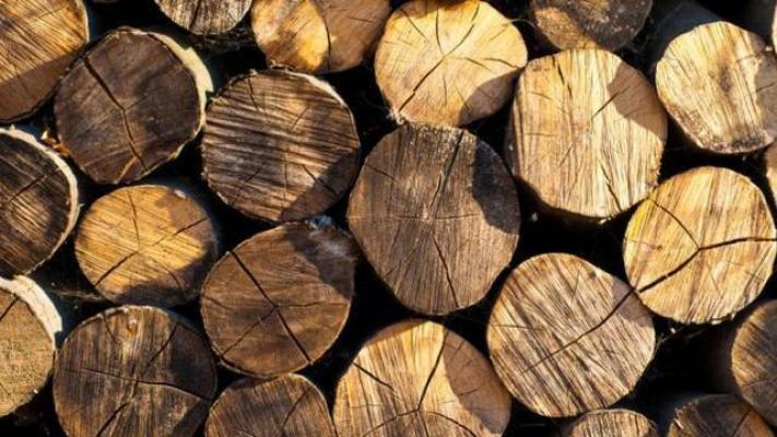 Dalam Beberapa Tahun Belakangan Ini Hasil Hutan di Meranti Minim