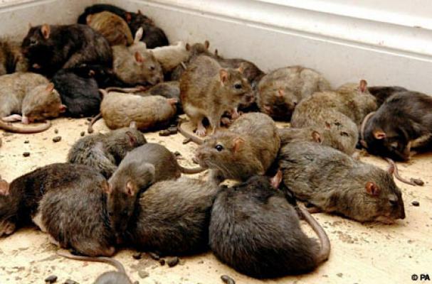 Hewan Tikus Pun Dijadikan Kurir Narkoba Di Penjara