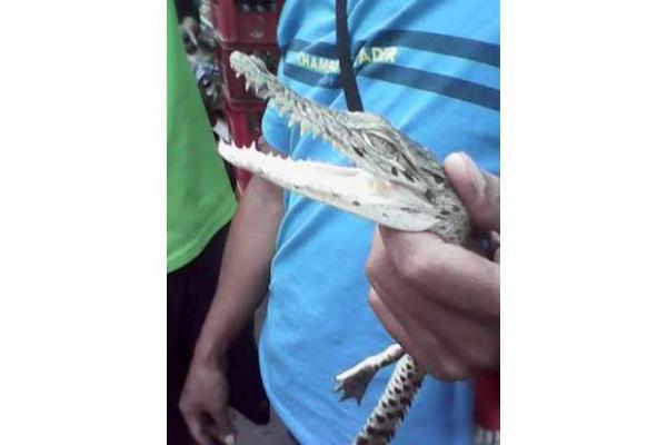 Kebakaran Hutan, Perdagangan Ilegal Satwa Liar Kian Marak