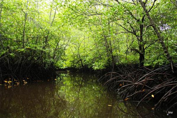 Keberadaan Kayu Bakau di Meranti Kian Berkurang