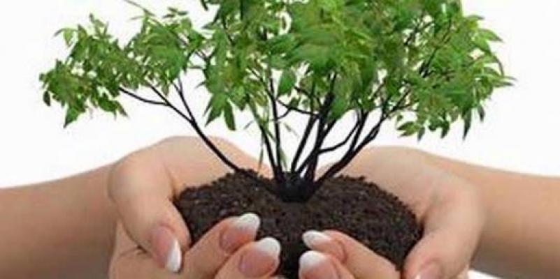 Ketua Korpri Pekanbaru Tanam 600 Pohon di Rusunawa Rejosari
