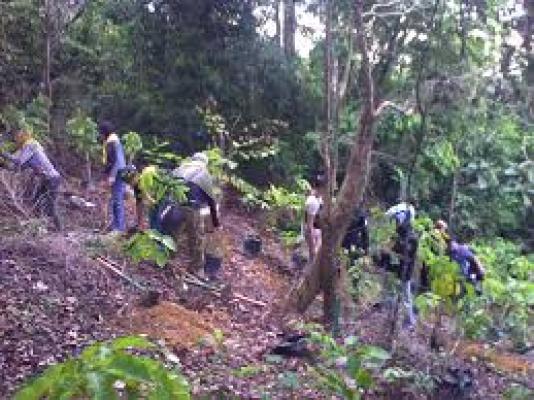 Komunitas Pencinta Lingkungan Tanam 1.000 Pohon di Papua