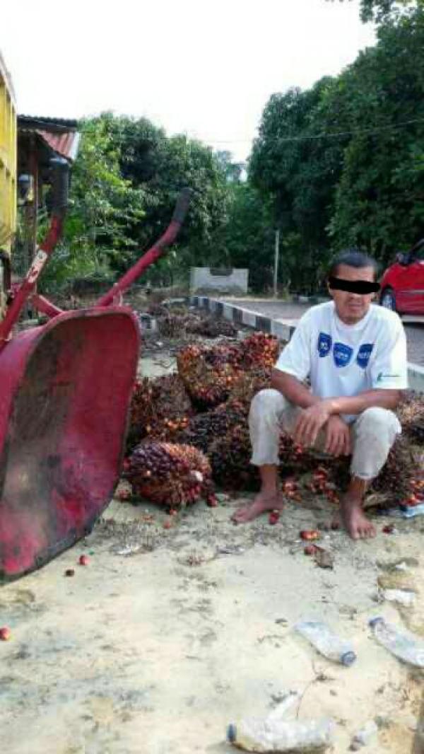 Pelaku Pencuri Buah Sawit, Di Serahkan Ke Polsek Pujud