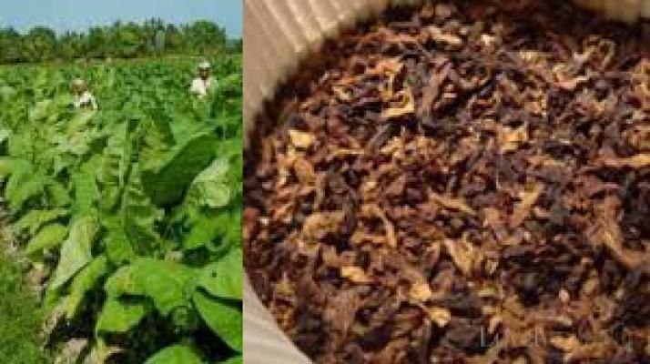 RUU Tembakau Positif Bagi Petani