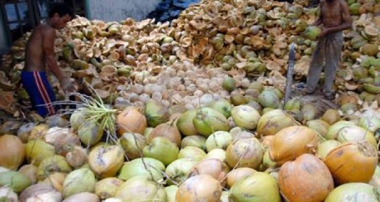 Harga Kelapa Di Inhil Murah