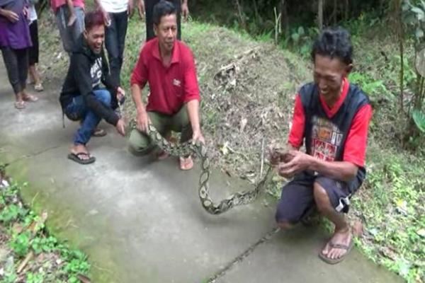 Ngeri, Ular Sanca Sepanjang 4 Meter Tertangkap Warga
