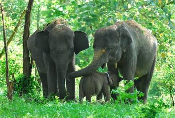 Lahan cari makan hilang, gajah ngamuk hingga 1 warga Bengkalis tewas
