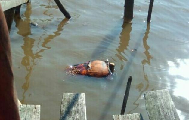 Masyarakat Desa Sungai Laut Geger Penemuan Mayat Wanita Mengapung di Perairan 
