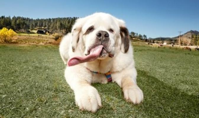 Pemilik anjing miliki resiko kematian lebih rendah