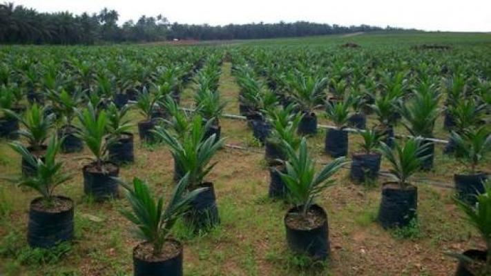 Pemkab Kuansing Serahkan Bantuan 150.000 Batang Bibit Sawit Kepada Petani