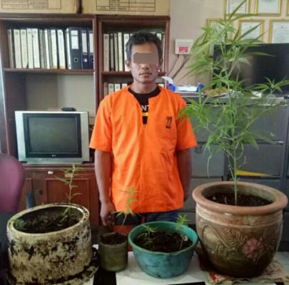 Tanam Ganja Dalam Pot, Warga Tembilahan Ini Diciduk Polisi
