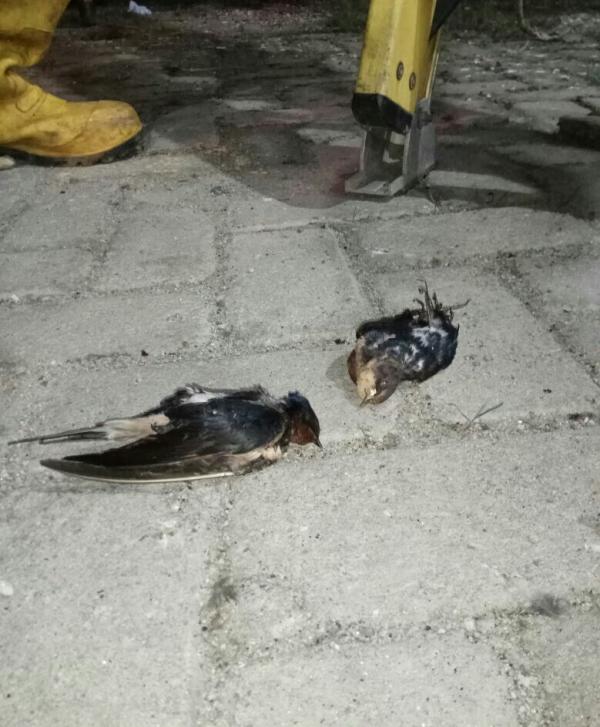 Ternyata Ini Biang Keladi Penyebab PLN Rayon Baganbatu Sering Padam Mendadak