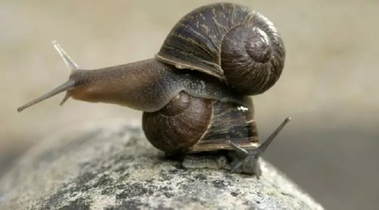 8 Tahun Lumpuh Akibat Makan Siput, Pria Ini Meninggal Dunia