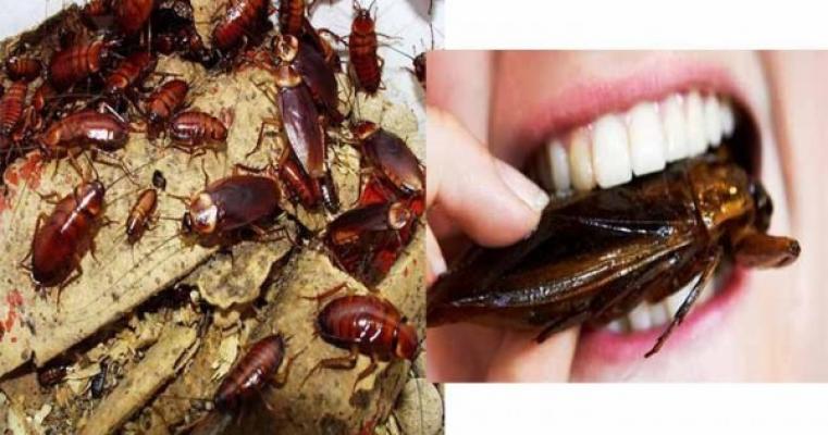 Kecoa Ternyata Sumber Obat Loh Ini Buktinya