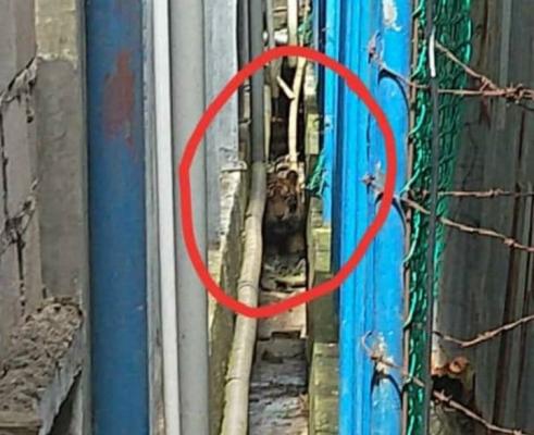 Masuki Pemukiman Warga di Desa Pulau Burung, Harimau Sumatera Terjepit Antara Bangunan