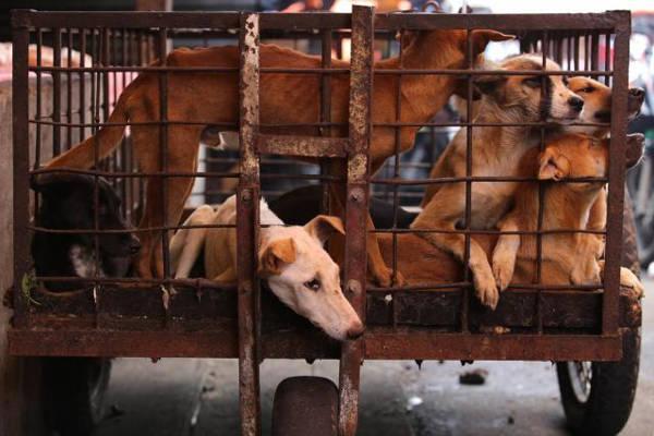 Menuju Solo 10 jam,Anjing-Anjing Siap Santap, Apa Yang Terjadi?