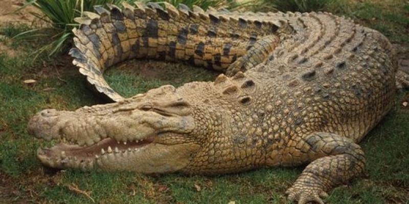 Munculnya Buaya di Sungai Siak akibat ketagihan makan  limbah peternakan ayam dan kambing