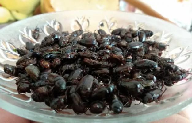 Puthul, Kuliner Ekstrem Gunungkidul di Awal Musim Hujan, Berani Coba?