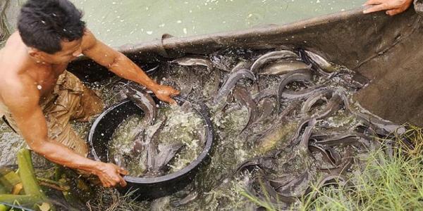 Menteri Susi: Kepala dan Daging Ikan Lele Itu Impor, yang Lokal Hanya Tulangnya