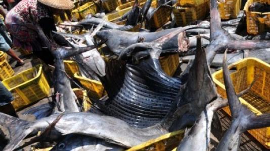  Potensi Perikanan Natuna Triliunan Rupiah