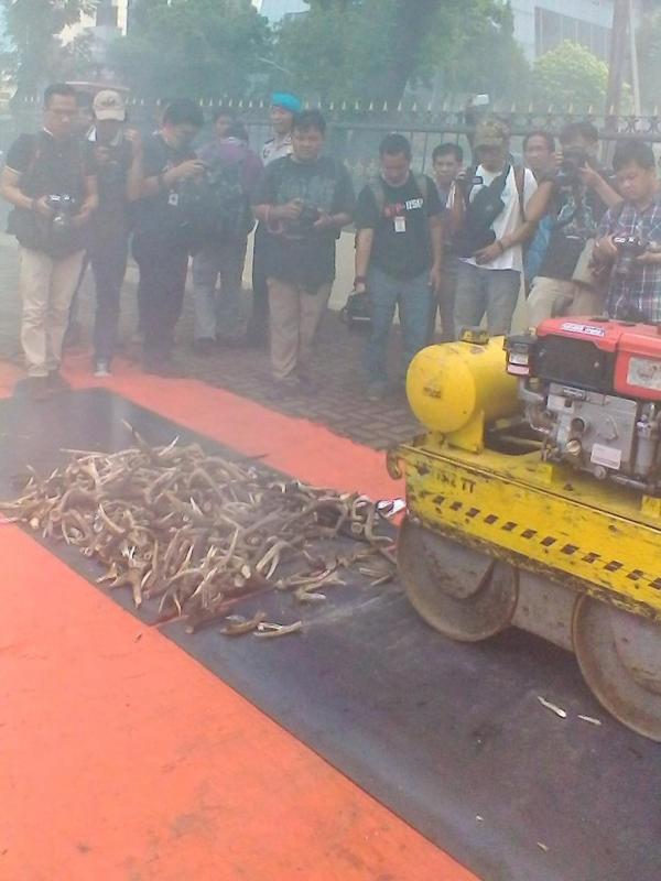 Bareskrim Musnahkan Ratusan Tanduk Rusa dan Cangkang Penyu Hasil Kejahatan
