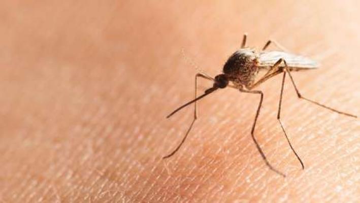 Di Tempat Ini, Wabah Chikungunya Sampai Memicu Radang Otak