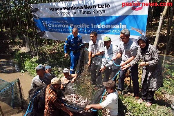 Kelompok Tani Binaan Chevron Dumai Panen Ikan Lele  