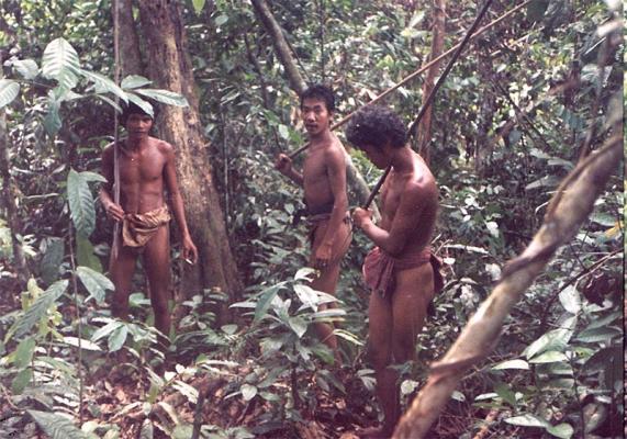 Minim Sosialisasi, Suku Rimba Tak Ikut Pilkada 