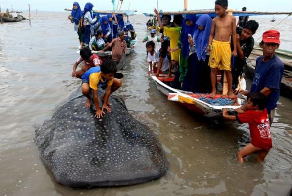 Paus Tutul Seberat 2 Ton Terdampar di Pantai Sidem Tulungagung