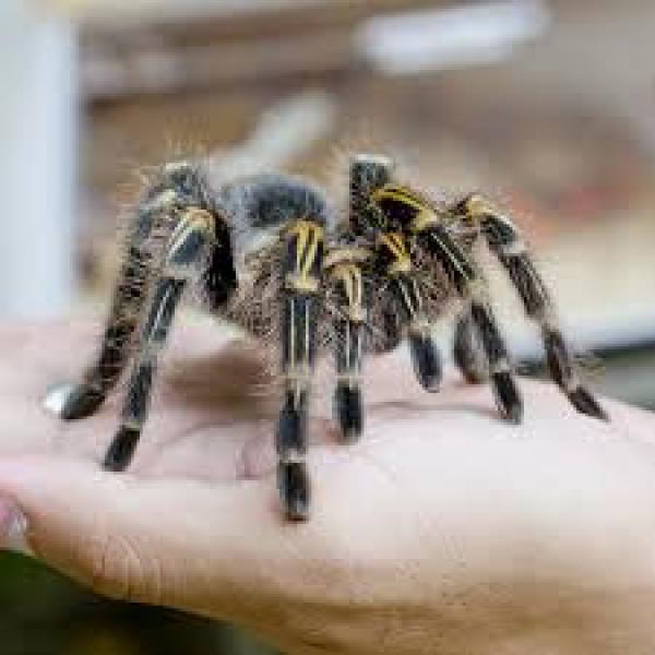 Penggila Laba-laba Menemukan Tarantula Spesies Baru yang Tak Sengaja Jatuh di Kakinya