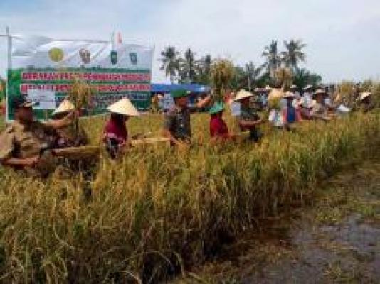 Produksi Padi Bengkalis Belum Mampu Tutupi Kebutuhan Beras Di Bengkalis