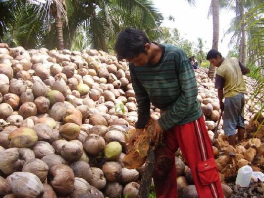 Sistem Resi Gudang Menjadi Jalan Alternatif Bagi Petani Kelapa di Kabupaten Inhil