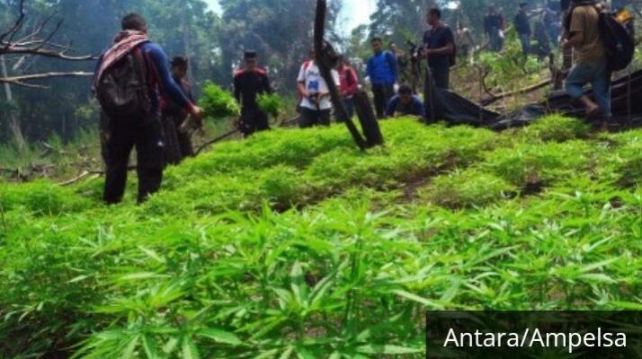 Bandar ganja asal aceh tertangakap di Medan