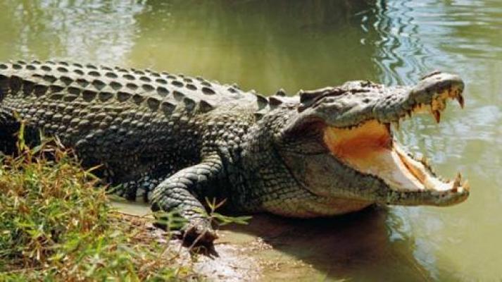 Buang Hajat di Sungai, Sattinah Bokongnya Diterkam Buaya