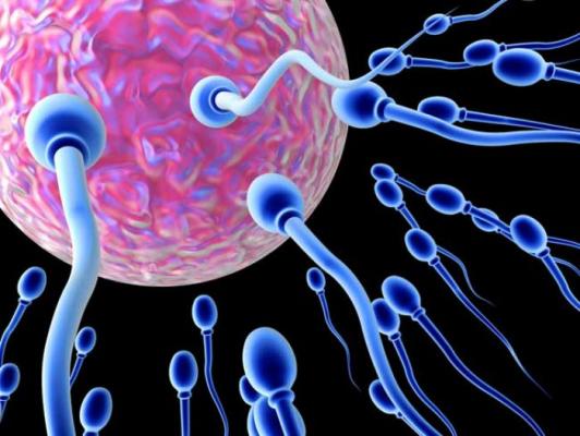 Wahai Wanita, Suruh Pasanganmu Mengonsumsi Ini Agar Spermanya Banyak, Gesit, dan Kuat