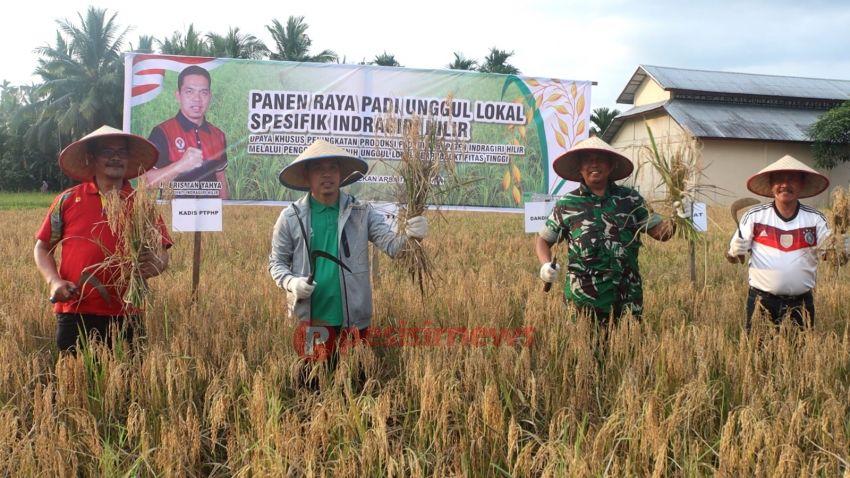 Untuk Mewujudkan Swasembada Pangan, Pj. Bupati Indragiri Hilir Tanam dan Panen Padi Bibit Unggul Lokal
