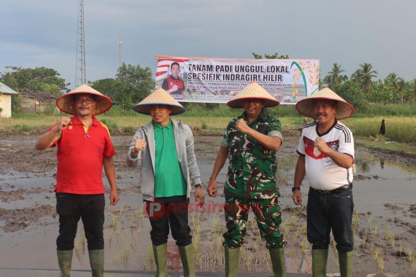 Untuk Mewujudkan Swasembada Pangan, Pj. Bupati Indragiri Hilir Tanam dan Panen Padi Bibit Unggul Lokal