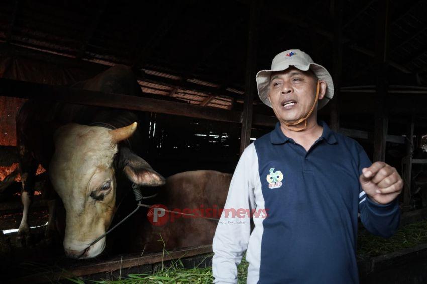 Bupati Inhil Tinjau Hewan Kurban Bantuan Presiden dan Gubernur, Siap Berlebaran Bersama Masyarakat di Sungai Guntung