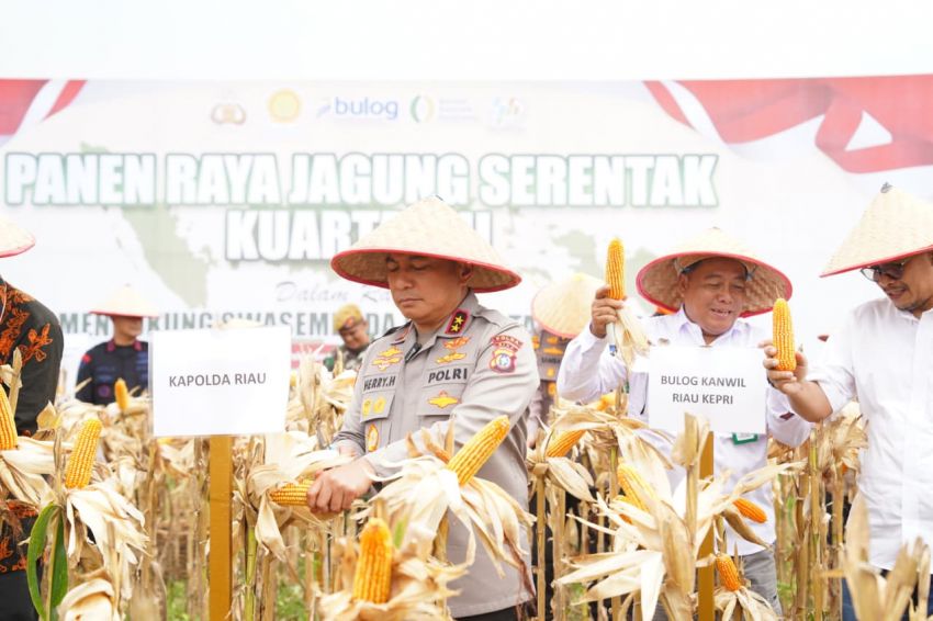 Polda Riau Gelar Panen Raya Serentak Kuartal III 2025, Wujud Nyata Sinergi untuk Ketahanan Pangan