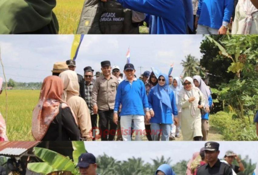Bupati Inhil Herman dan Ketua TP PKK Hadiri Panen Raya Padi Perdana Tanam Jenis IP