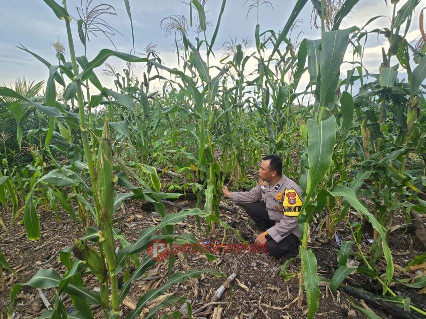 Bhabinkamtibmas Desa Tanjung Simpang Monitoring Langsung Pertumbuhan Jagung Usia 8 Minggu