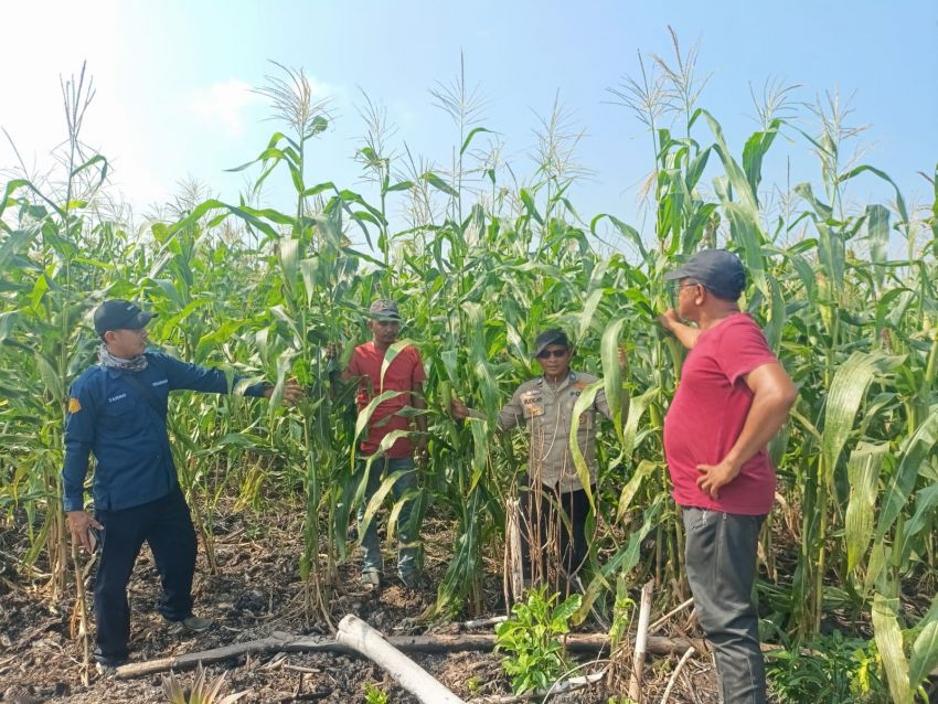 Dukung Swasembada Pangan, Polsek KSKP Tembilahan Garap Lahan Jagung di Pekan Arba