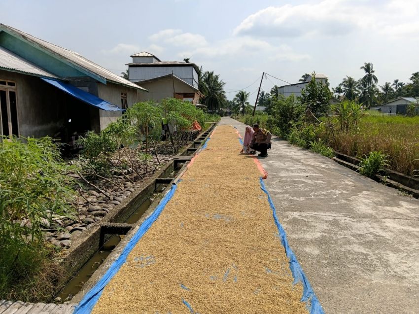 Aipda Rudi Susanto Ikut Jemur Padi Bersama Petani di Sungai Batang