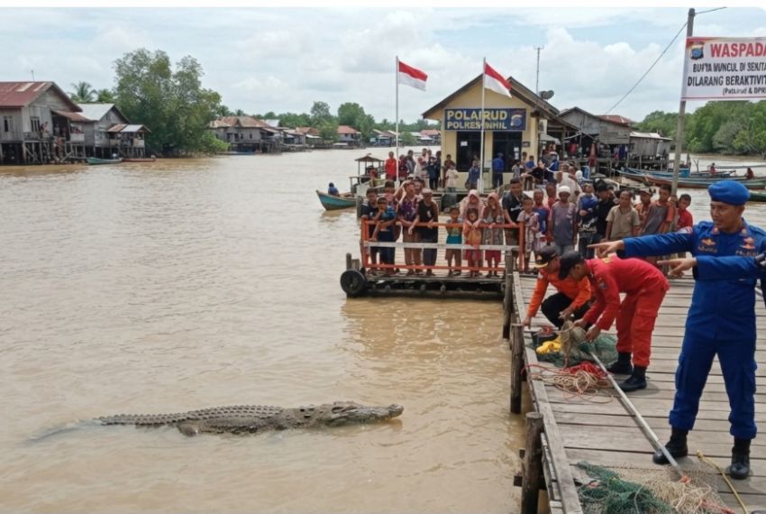 Seekor Buaya Muncul Disekitaran Pos Polairud Inhil Parit 19 Tembilahan