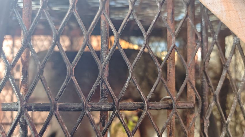 Monyet yang Meresahkan Warga Tembilahan Berhasil Dijebak, BBKSDA Lakukan Identifikasi