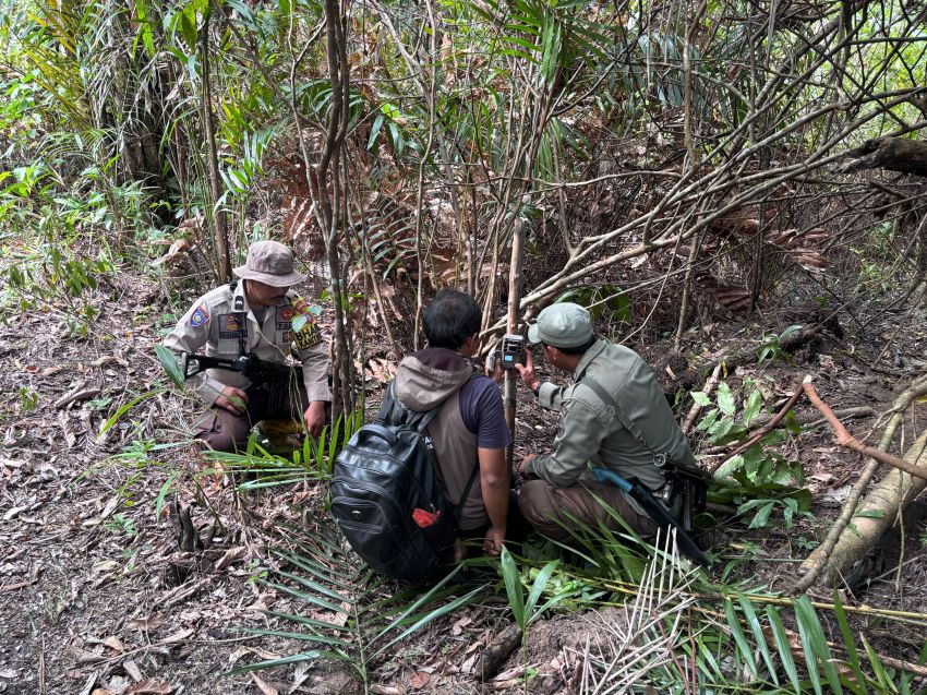 Jejak Harimau Sumatera Jadi Perhatian di Pulau Burung, BKSDA Turun Langsung Pasang Camera Trap dan Kerangkeng Perangkap