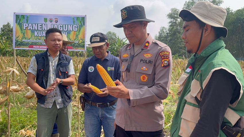 Jagung Menguning di Pelosok Kateman, Polsek dan Petani Tuai 2 Ton Harapan dari Desa Air Tawar
